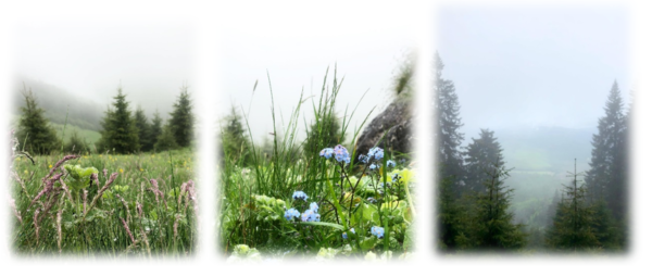blog2-600x255.png